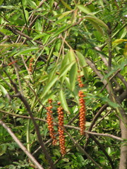 Citharexylum caudatum