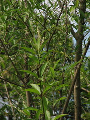 Citharexylum caudatum