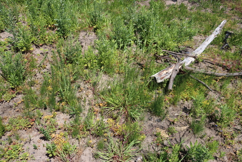 Indian Sedge (Ficinia indica)