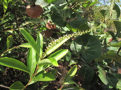 Citharexylum hirtellum