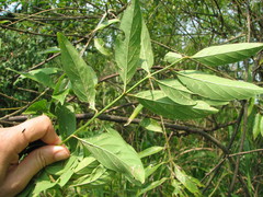Citharexylum hirtellum