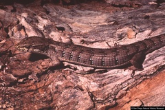 Elgaria paucicarinata