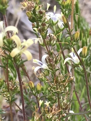 Wahlenbergia neostricta