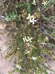 Wahlenbergia neostricta