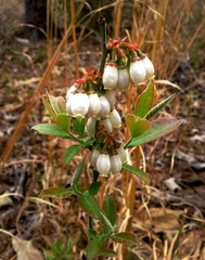 Vaccinium virgatum