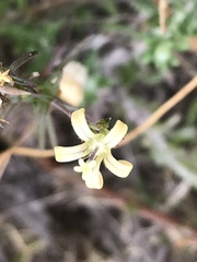 Wahlenbergia neostricta