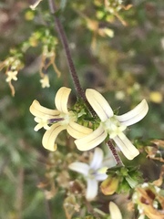 Wahlenbergia neostricta