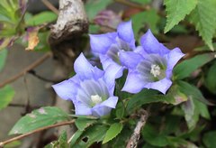 Gentiana scabra buergeri