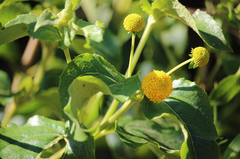 Podanthus ovatifolius