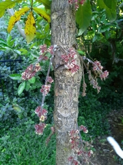 Davidsonia jerseyana