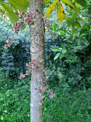 Davidsonia jerseyana