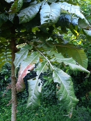 Davidsonia jerseyana