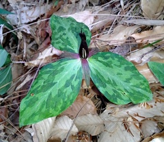 Trillium gracile