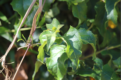 Podanthus ovatifolius