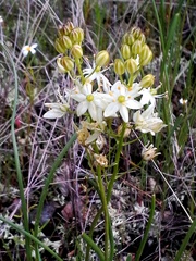 Schoenolirion wrightii