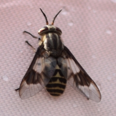 Chrysops aestuans