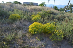Haplophyllum perforatum