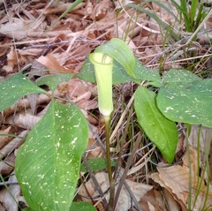Arisaema triphyllum