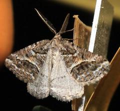 Hypotephrina