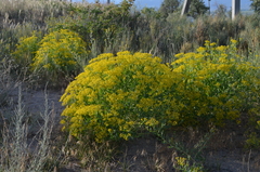 Haplophyllum perforatum