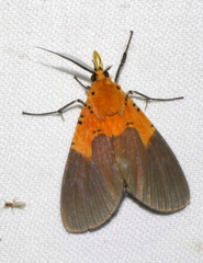 Asota borbonica