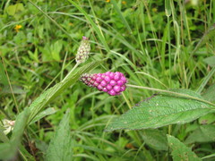 Lantana involucrata