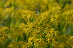 Haplophyllum perforatum