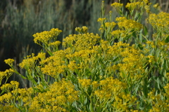 Haplophyllum perforatum
