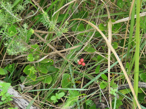 Maputaland Spike-thorn (Gymnosporia markwardii)