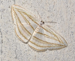 Orthocabera sericea