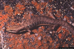 Elgaria paucicarinata