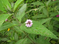 Lantana involucrata