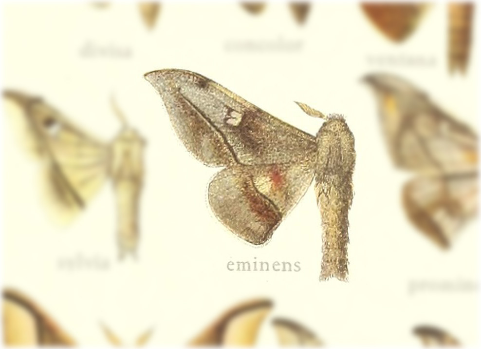 Gonogramma eminens