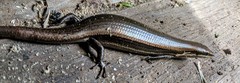 Marisora brachypoda