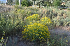 Haplophyllum perforatum