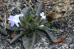 Ruellia ciliosa