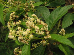 Lippia myriocephala