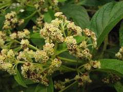 Lippia myriocephala