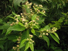 Lippia myriocephala