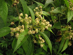Lippia myriocephala