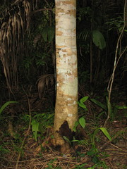 Lippia myriocephala