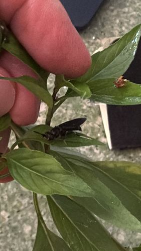 Unknown species found near W Fourth St, Winston-Salem, NC, US