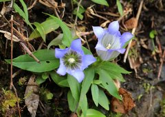 Gentiana scabra buergeri