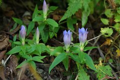 Gentiana scabra buergeri