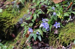 Gentiana scabra buergeri