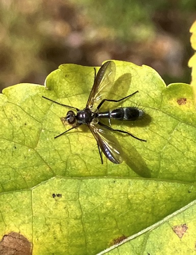 Unknown species found near Montgomery County, MD, USA