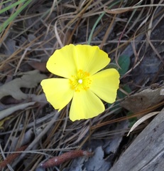 Crocanthemum carolinianum