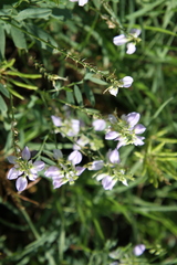 Galega