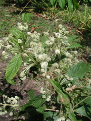 Lippia myriocephala