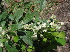 Lippia myriocephala